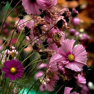 VDOKNOVENIE-GALEREY-NEIRO-ARTA-TVETY-ROZY-2137e5183cf0462e17