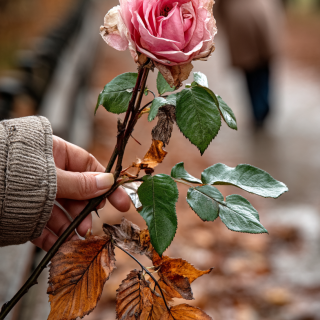 VDOKNOVENIE-GALEREY-NEIRO-ARTA-TVETY-ROZY-45540c2480fb9ae371