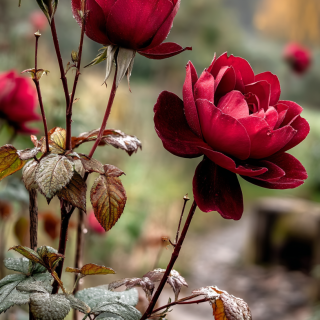 VDOKNOVENIE-GALEREY-NEIRO-ARTA-TVETY-ROZY-7433c2dceac47a258e