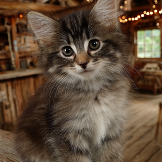 KRASIVYE-ZABAVNYE-KOTIKI-SOZDANNYE-NEIROSETY-DELITES-KRASOTOI-ONLAIN-16ff4b7a12d6fc44a4